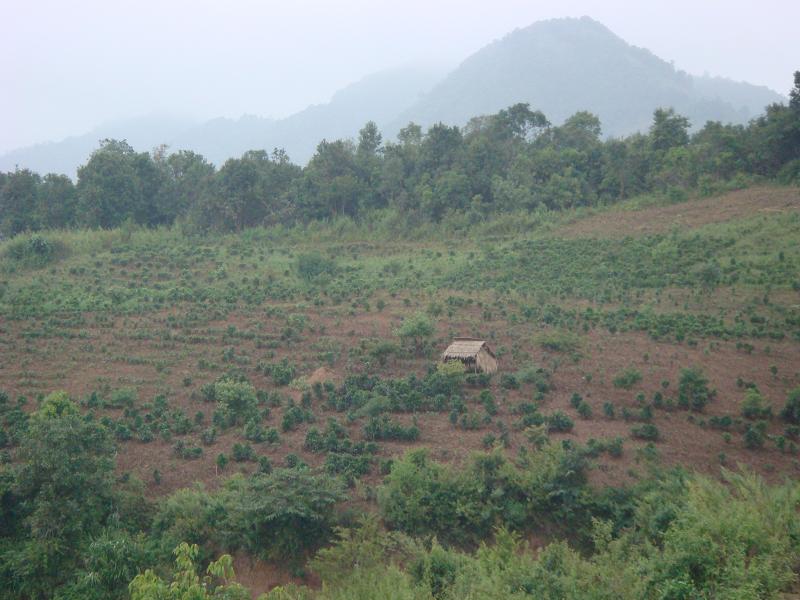 茶葉地