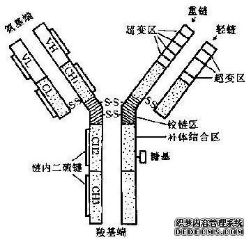 抗體