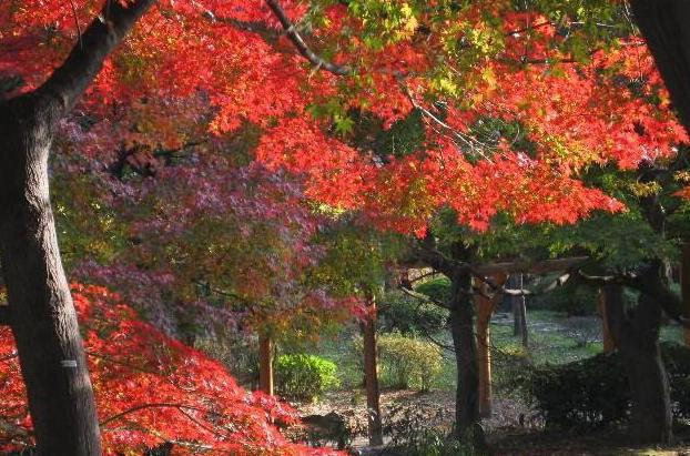 陵川紅葉