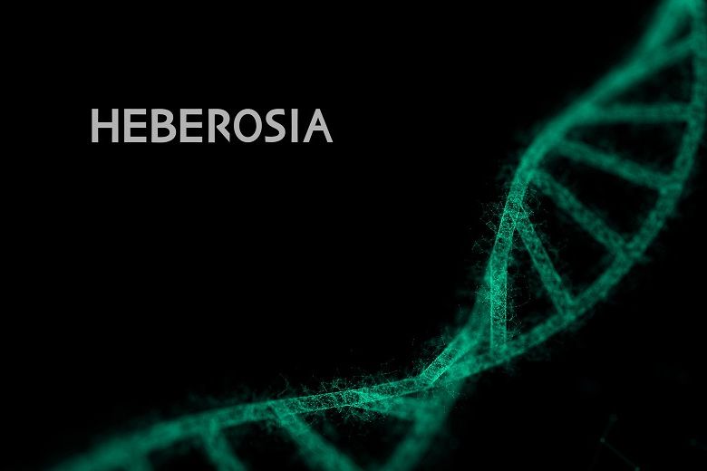 Heberosia