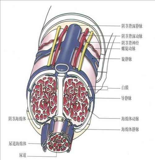 無精子症