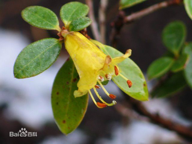 一朵花杜鵑