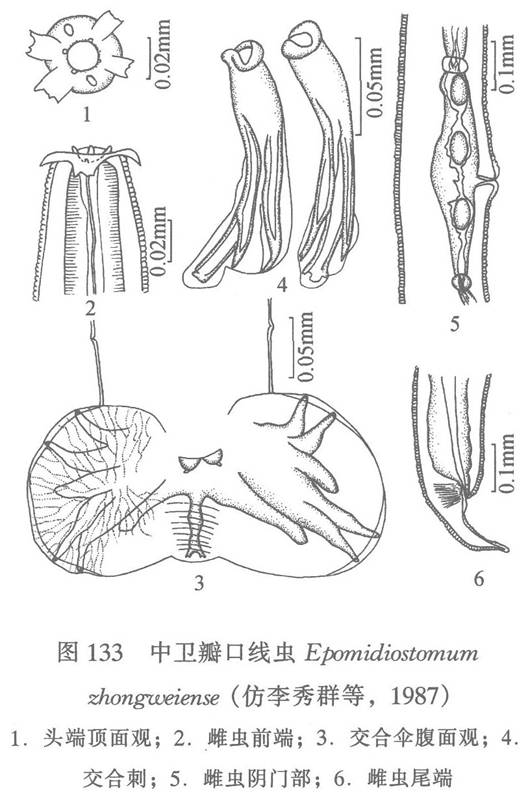 中衛瓣口線蟲