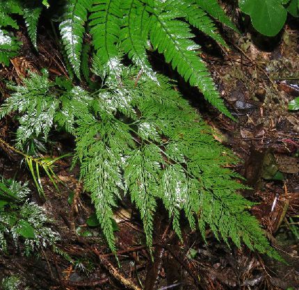 栗柄金粉蕨(中國蕨科、金粉蕨屬常綠蕨類植物)