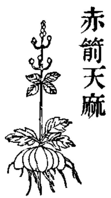 天麻(小草壩天麻)