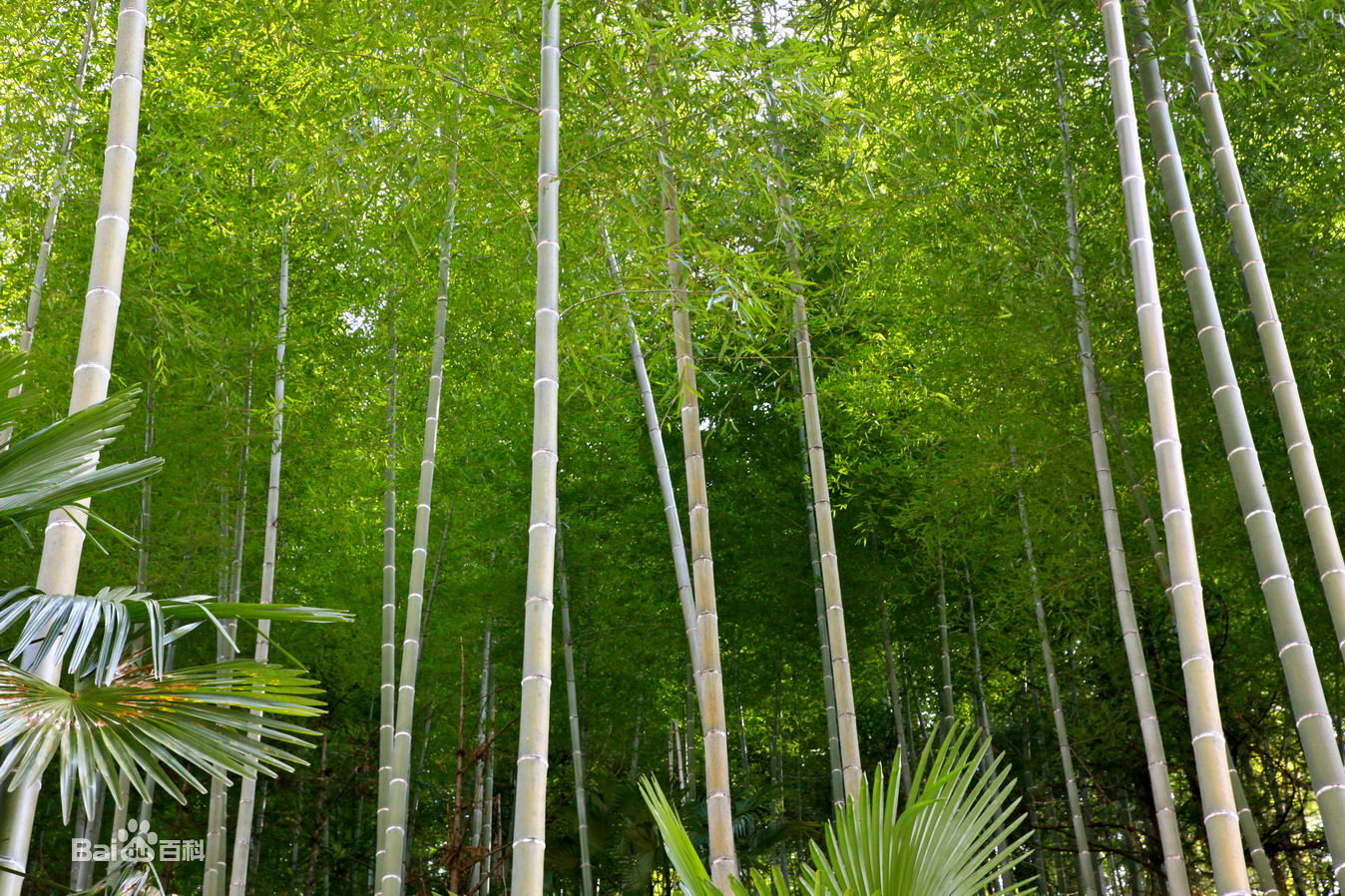 竹根七屬