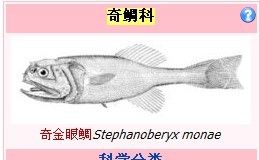 奇金眼鯛(Stephanoberyx