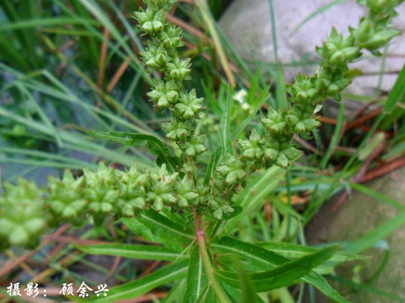 水澤蘭（扯根菜）果枝