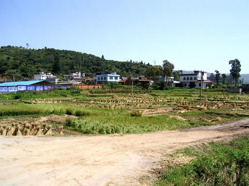 阮里村