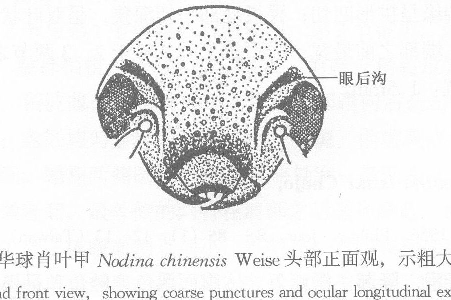 中華球肖葉甲