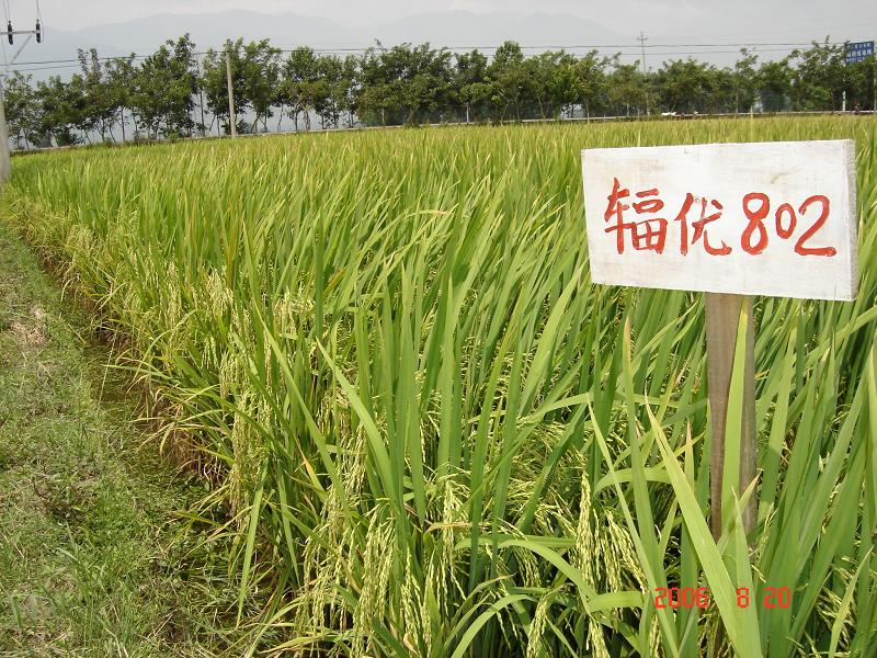 優質稻種植