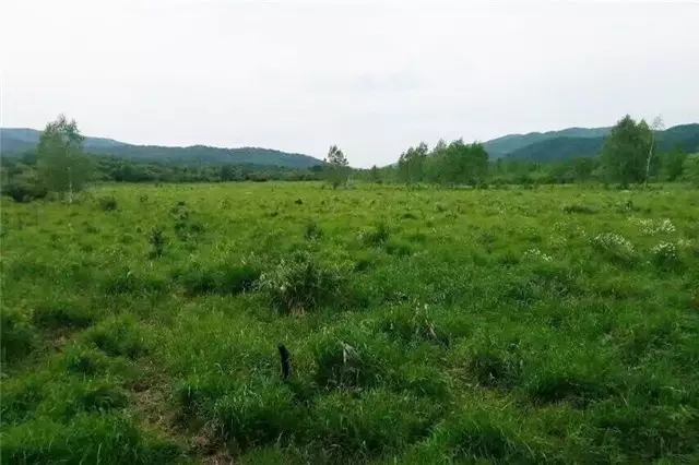 吉林八家子古洞河國家濕地公園