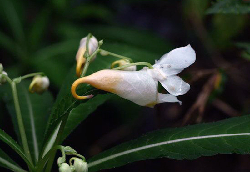 管莖鳳仙花