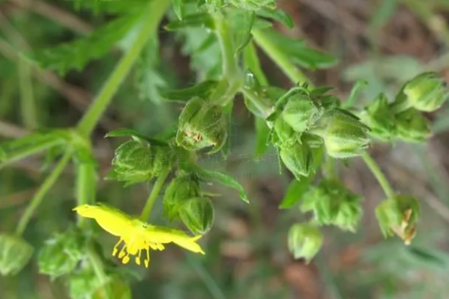 菊葉委陵菜磴口群體