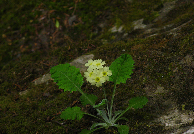 黃花粉葉報春(黃花報春)