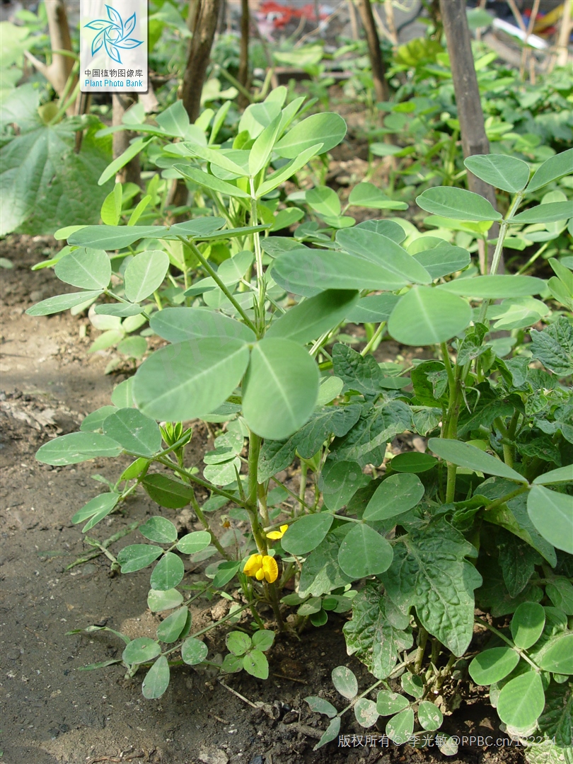 落花生(番豆)