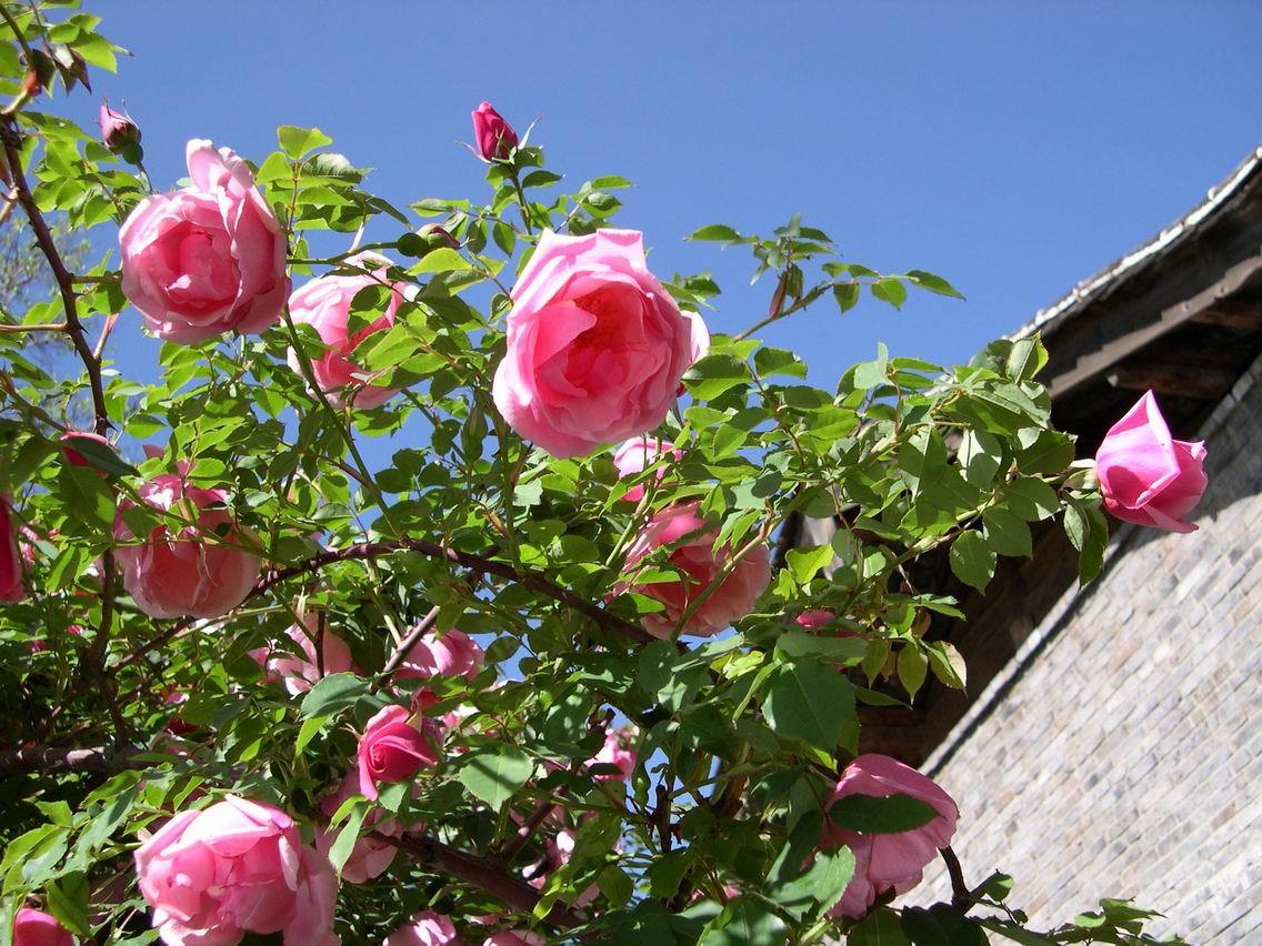 芭蕾舞女(薔薇屬月季栽培品種)