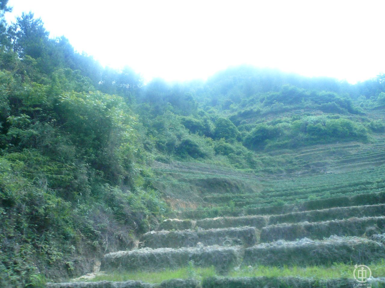 南陽村(福建省安溪縣長坑鄉南陽村)