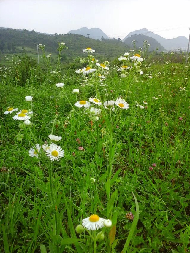 六枝大山村