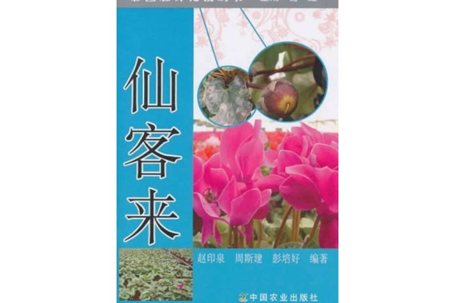 仙客來（彩圖版養花說明書）