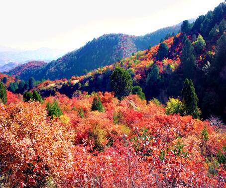 蟒頭山國家森林公園