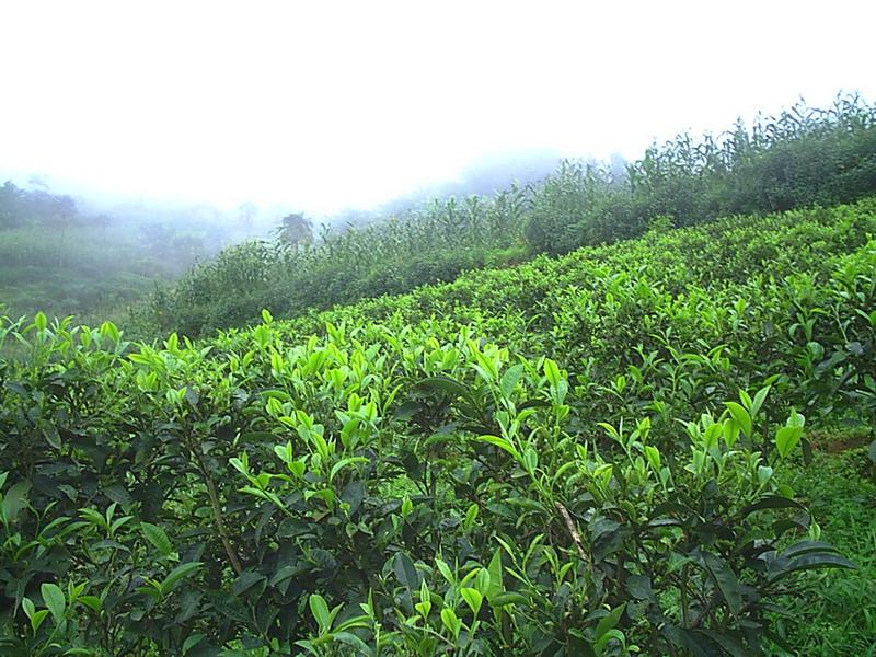 幫嶺大寨自然村