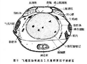 胚胎髮育（昆蟲）