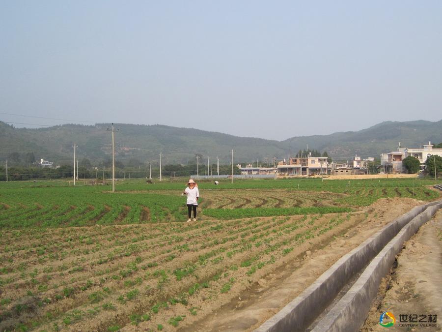 湖內村(福建省泉州南安市樂峰鎮下轄村)