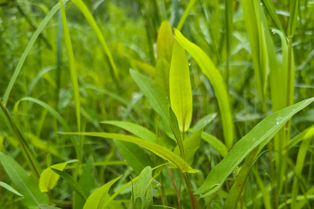 箭頭蓼