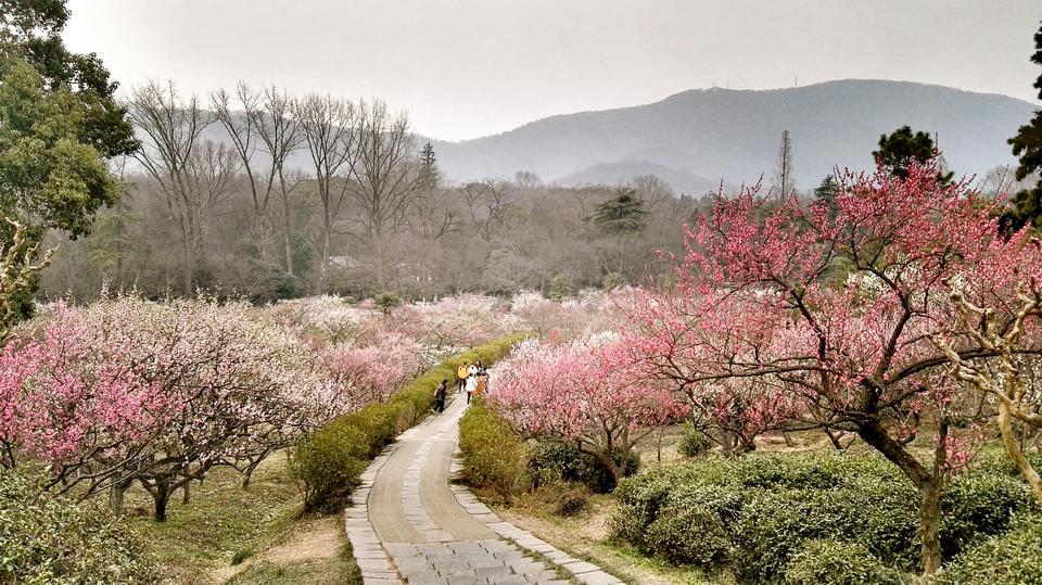 南京紫金山國家森林公園(紫金山國家森林公園)