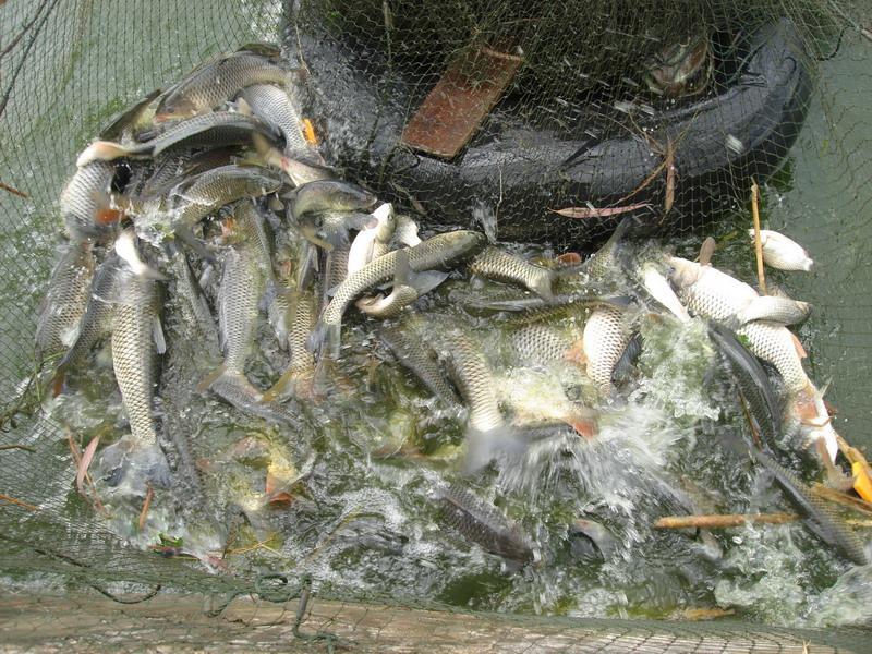 水產養殖