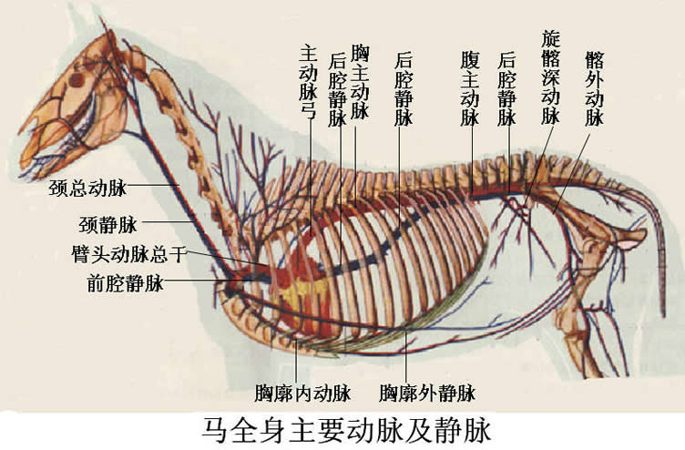 動物系統學