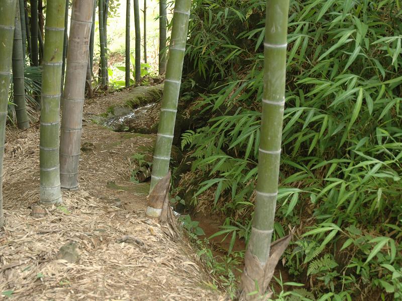 竹產業