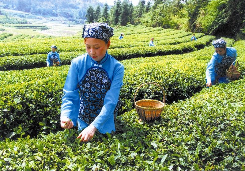 鄂西北（竹溪）茶葉交易市場