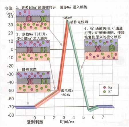 膜電位