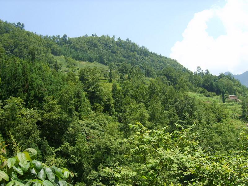 繳茶米自然村