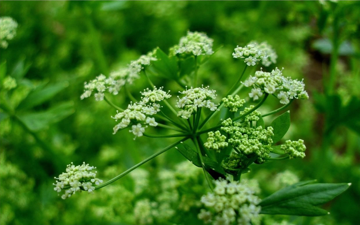 春豐芹菜之花