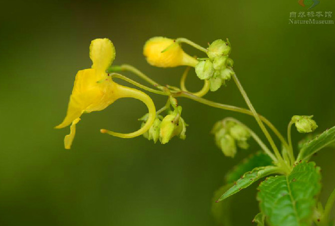 粗莖鳳仙花