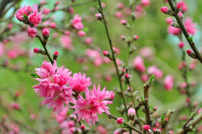 京舞子(薔薇科李屬物種)