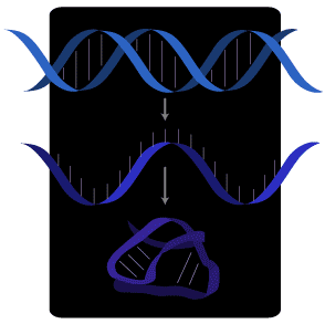 核酶(催化性RNA)