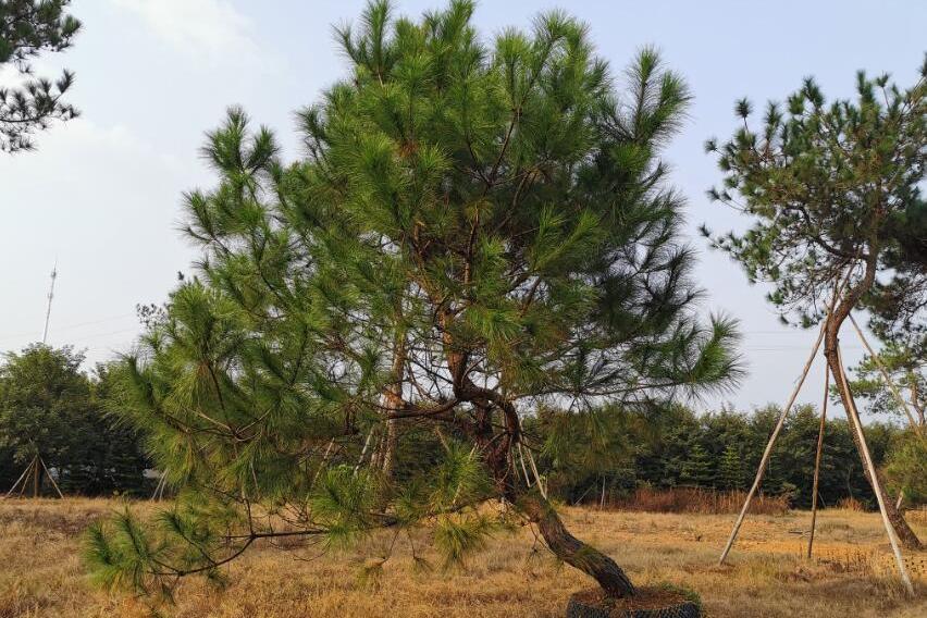 馬尾松無性系梅水坑8區84號