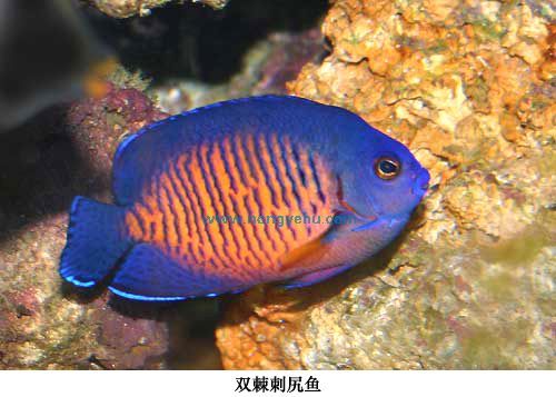 刺尻魚屬