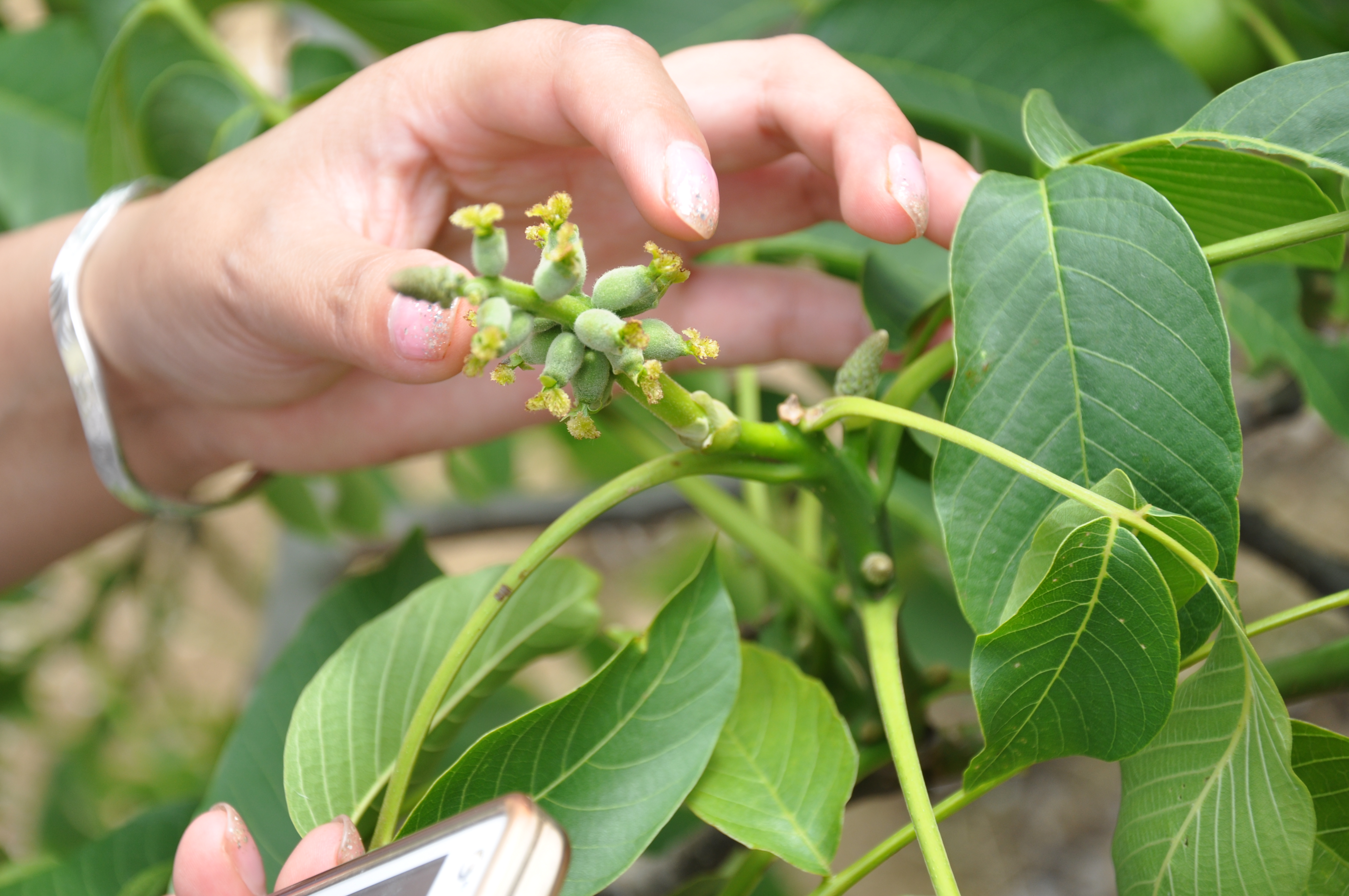 川早2號核桃苗掛果現象