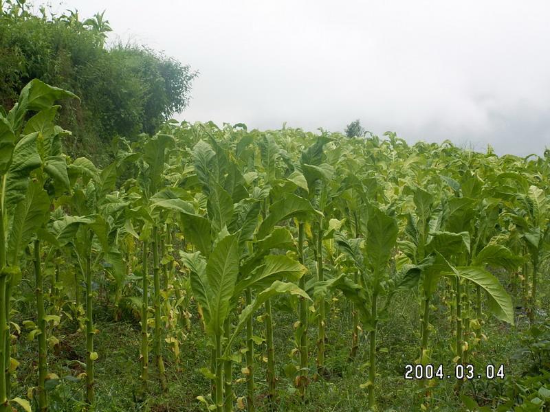 蒿枝箐村