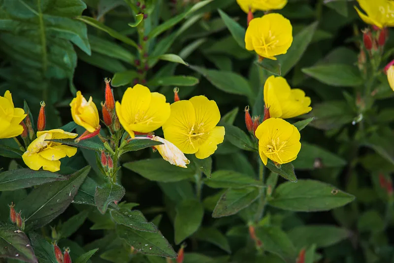 報春花(小櫻草)