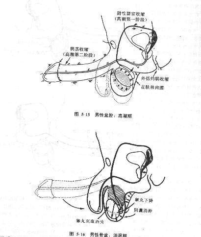 射精刺激閾