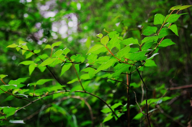 華陽鎮(陝西洋縣華陽鎮)