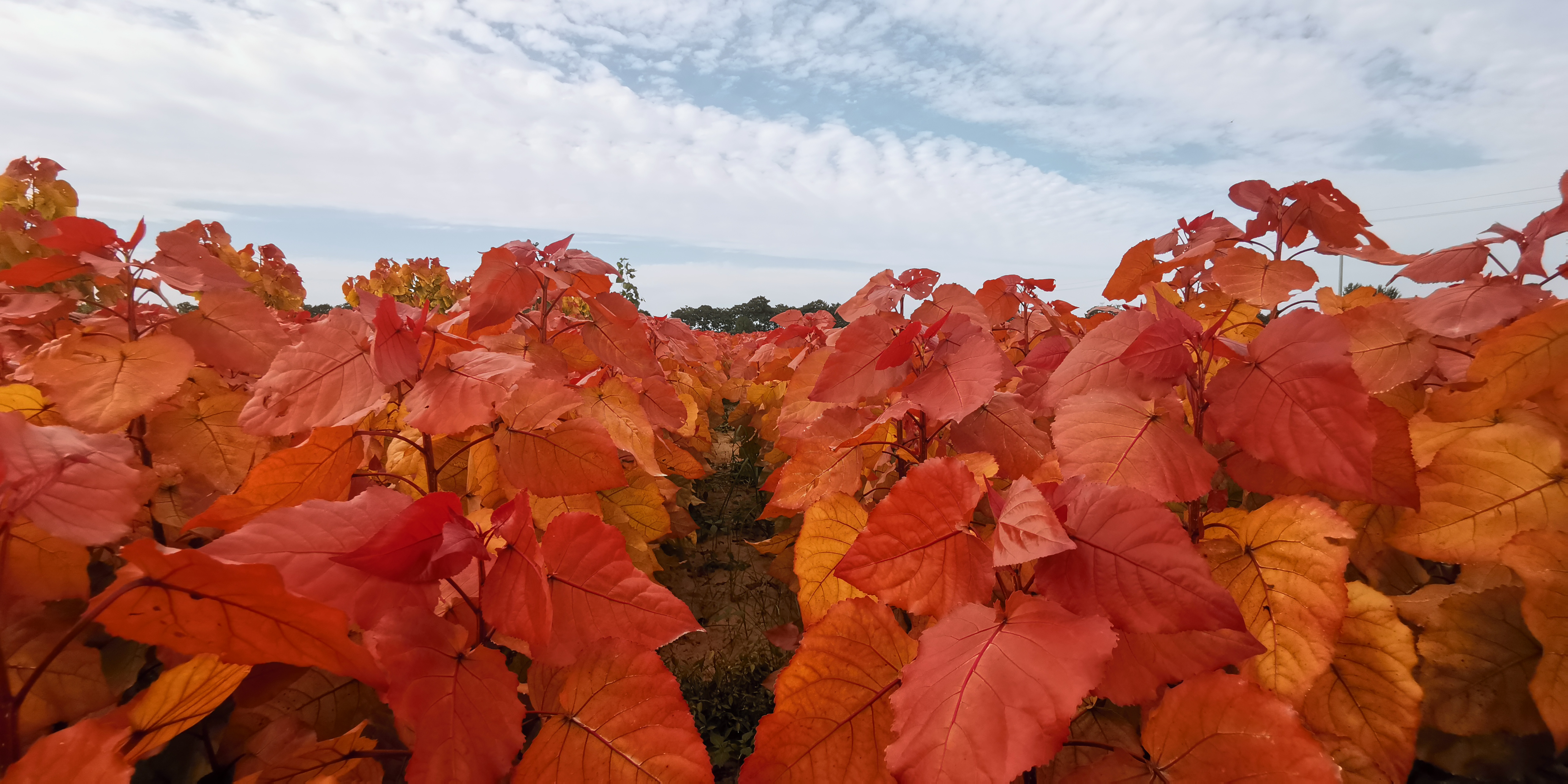 千紅楊