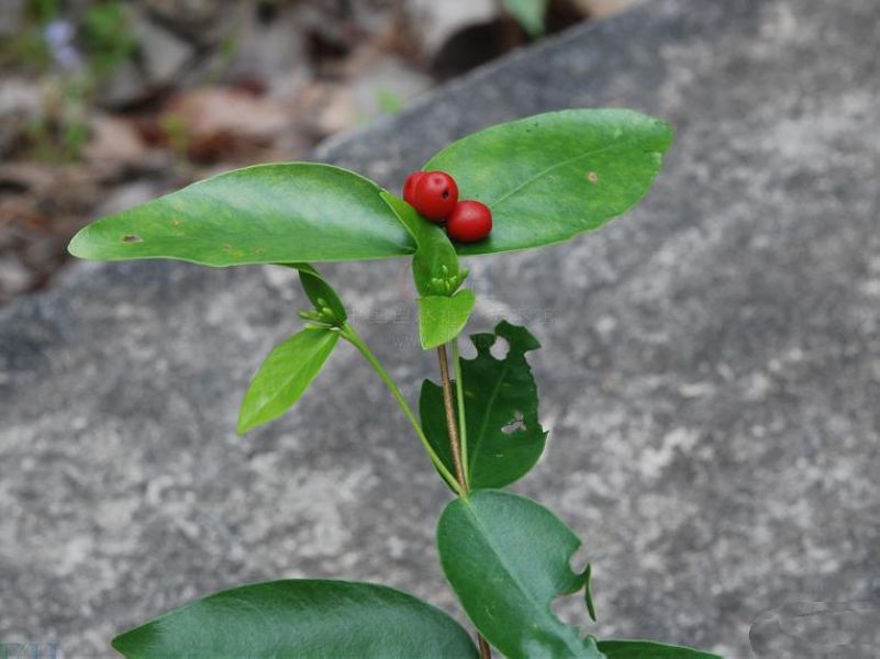 海南蕘花