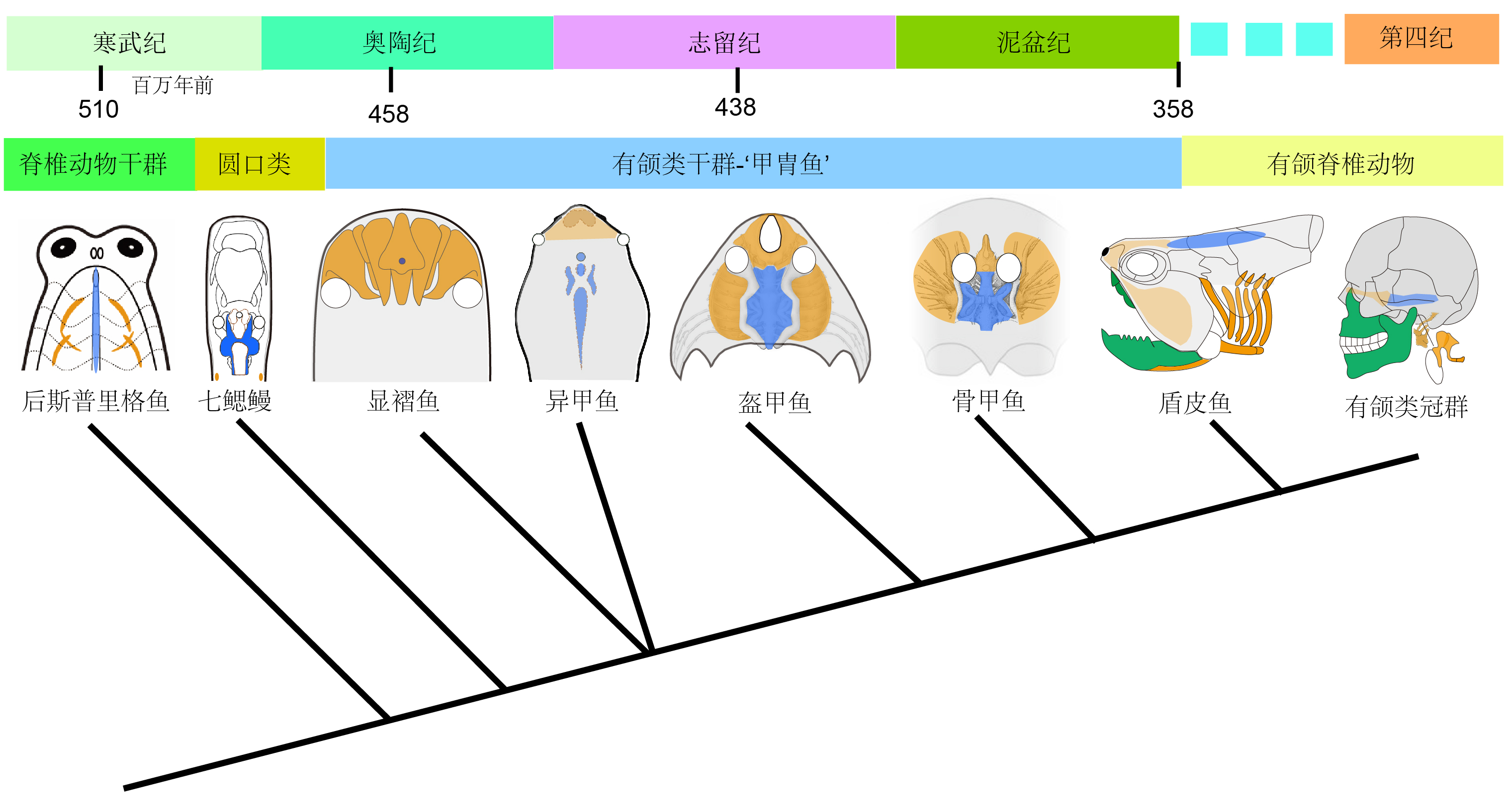 美洲顯褶魚